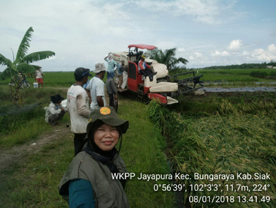 Diterjang Angin Puting Beliung, Tanaman Padi Warga Bungaraya Siak Rusak 